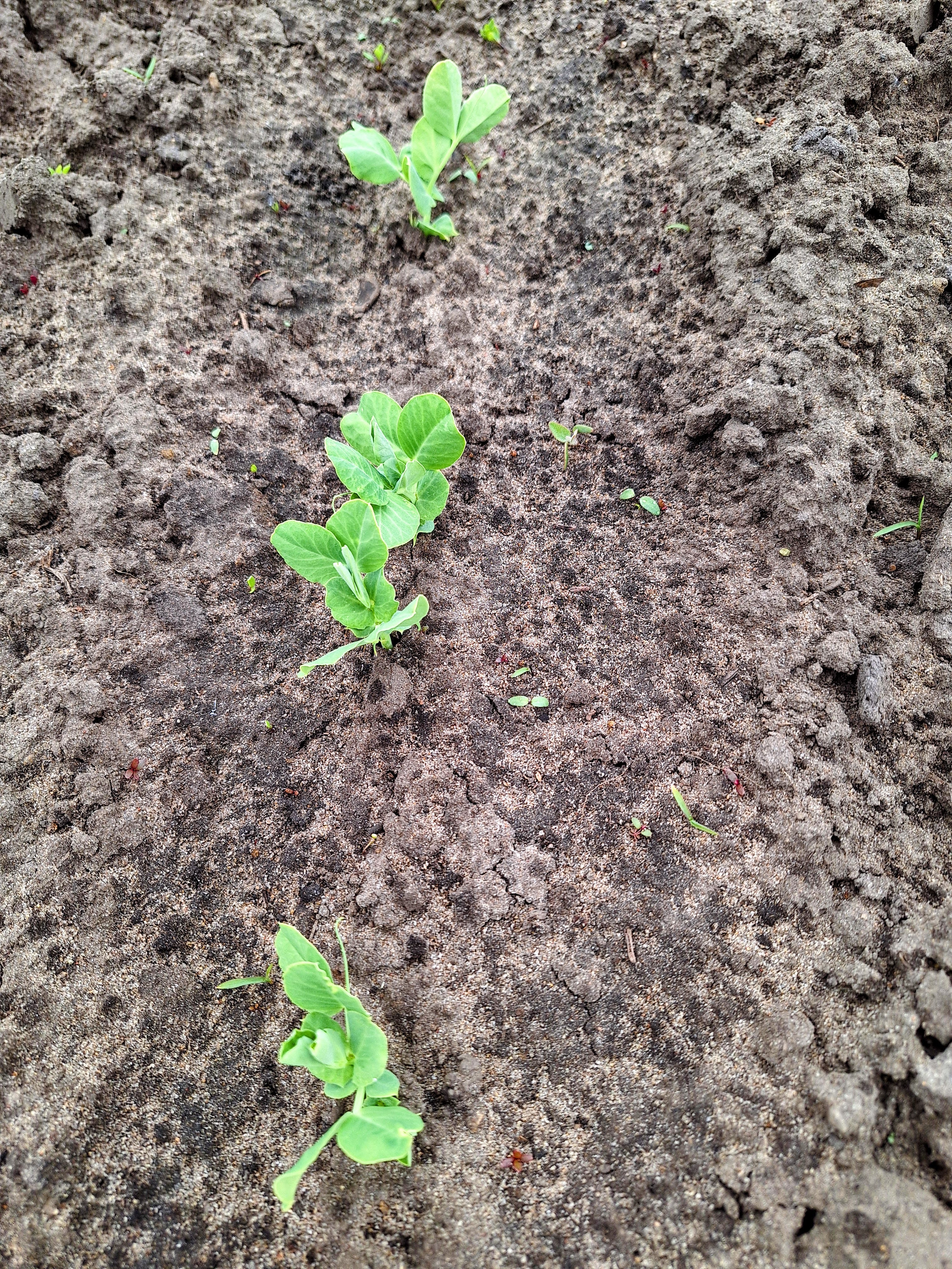 Three pea plants emerging from the soil.